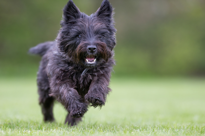 The Scientific Explanation as to Why Dogs Are So Friendly | Shutterstock