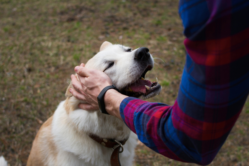 The Scientific Explanation as to Why Dogs Are So Friendly | Shutterstock