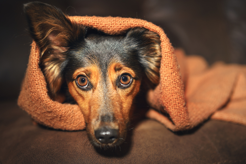 Can Animals Sense Natural Disasters? | Shutterstock