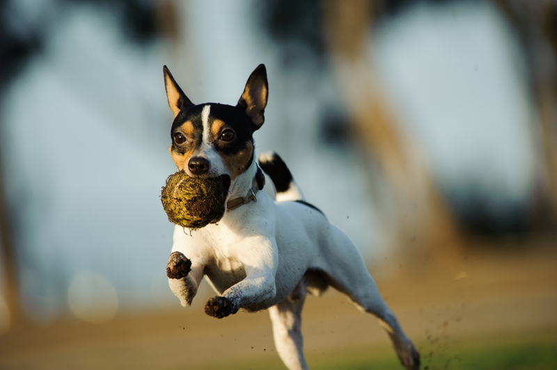 Doggie Splash Pool | Shutterstock