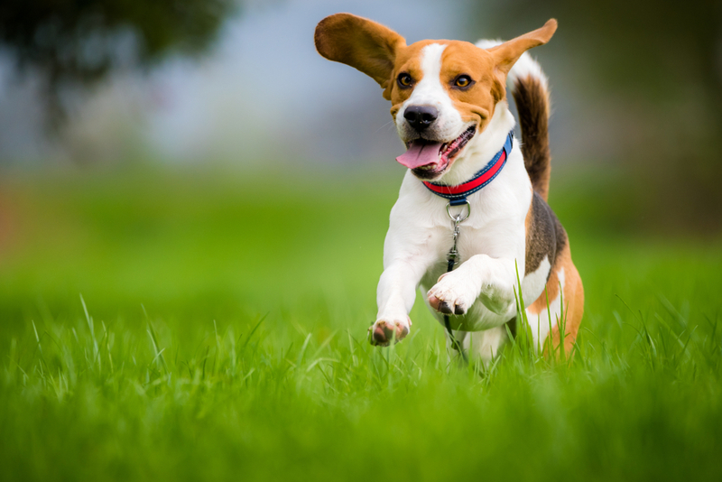 Agility Course | Shutterstock