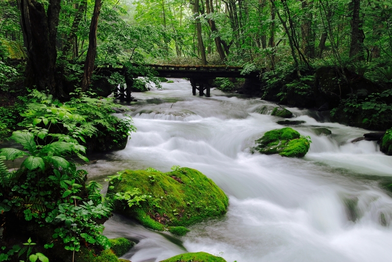 The Incredible Benefits of Forest Bathing | Shutterstock