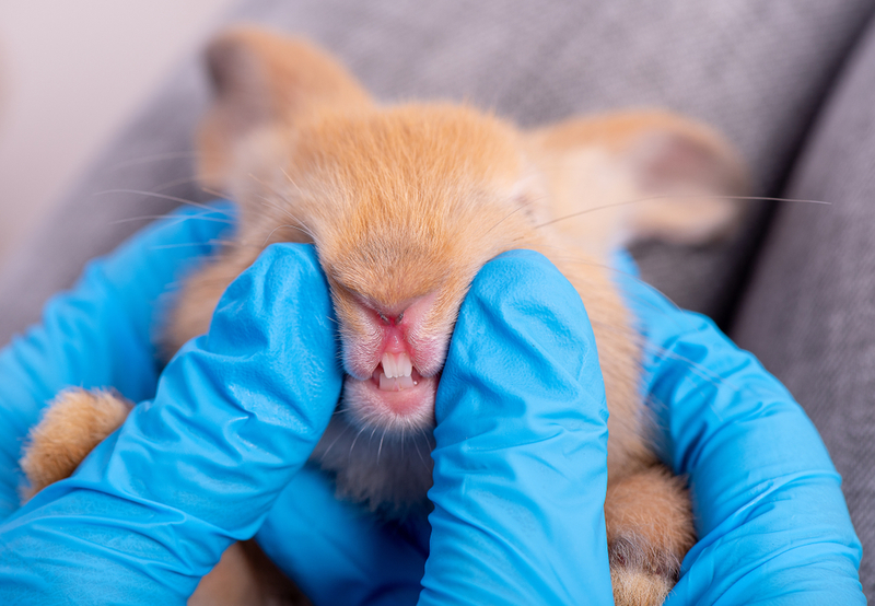 Teeth | Shutterstock