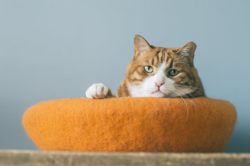 Your Cat Might Experience Separation Anxietys When You Go on Vacation | OLIVIA ZZ