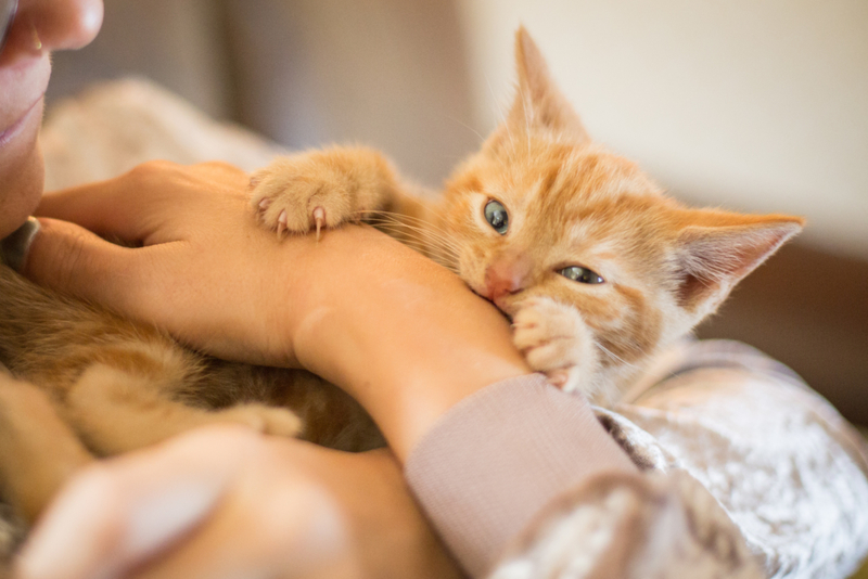 Your Cat Might Experience Separation Anxietys When You Go on Vacation | Getty Images