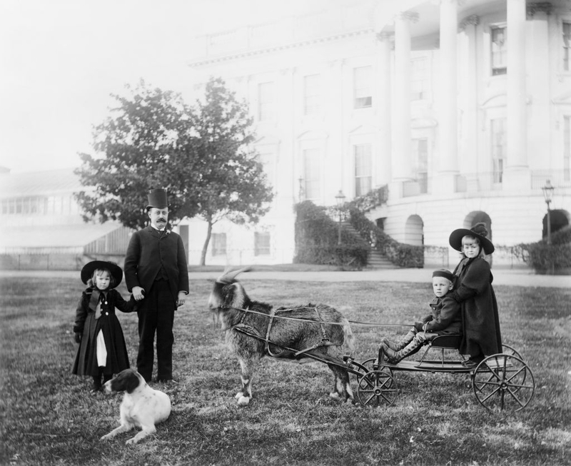 Old Photographs Of US Presidents and Their Pets | Getty Images Photo by Glasshouse Vintage/Universal History Archive/Universal Images Group via Getty Images