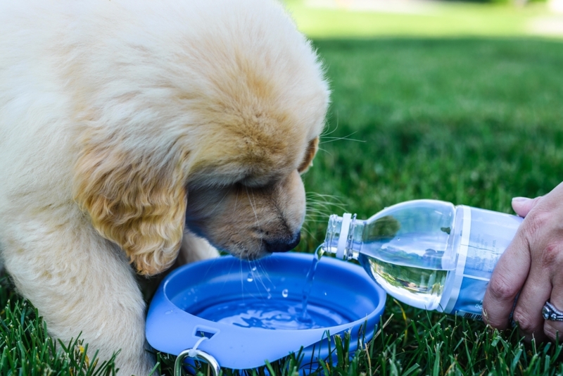 The Best Way to Go Camping With Your Dog | Alamy Stock Photo by Benjamin Ginsberg