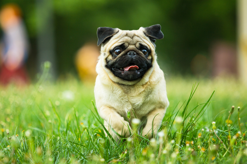 Pug | Poltavets Anastasiia/Shutterstock 