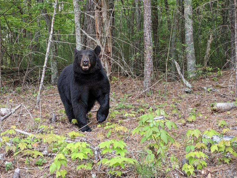 They Walked Into the Woods Together | Arie Wolf/Shutterstock