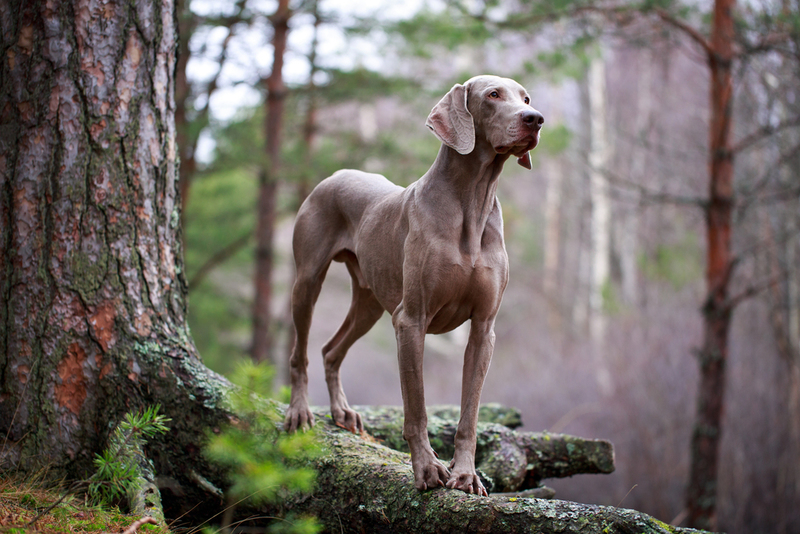 Weimaraner | DragoNika/Shutterstock 