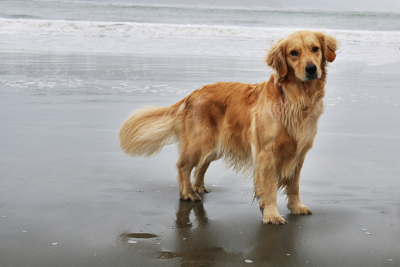 Golden Retriever | Hollysdogs/Shutterstock 