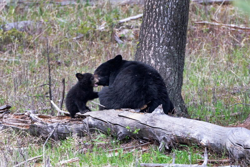 Saving a Baby Bear | Danita Delimont/Shutterstock 