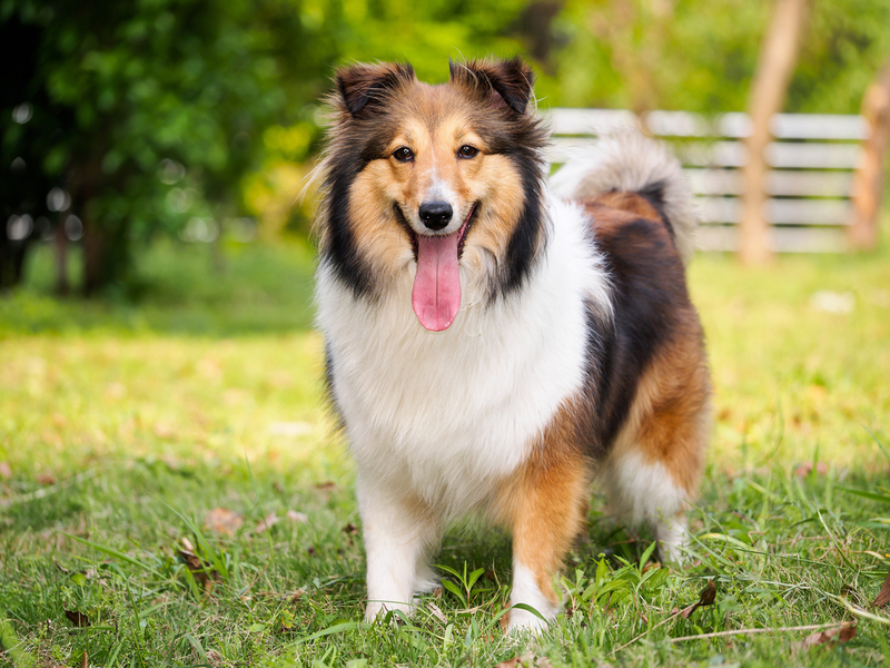 Shetland Sheepdog | atiger/Shutterstock 