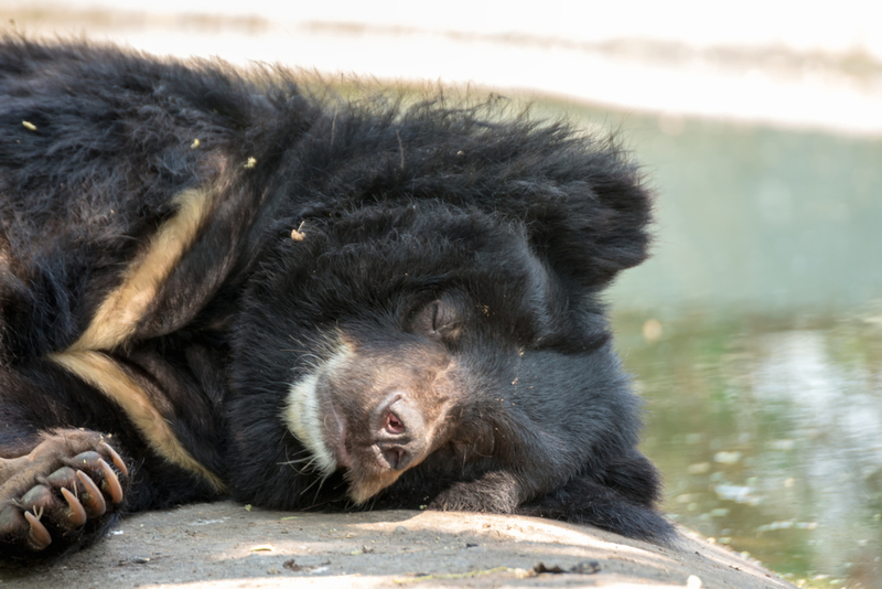 It Seemed Quite Friendly | Crafter/Shutterstock 