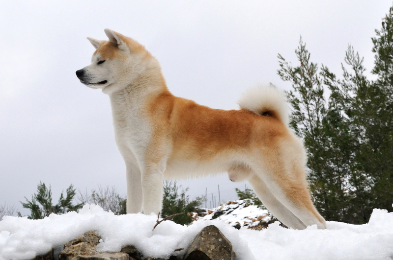 Akita Inu | PardoY/Shutterstock 