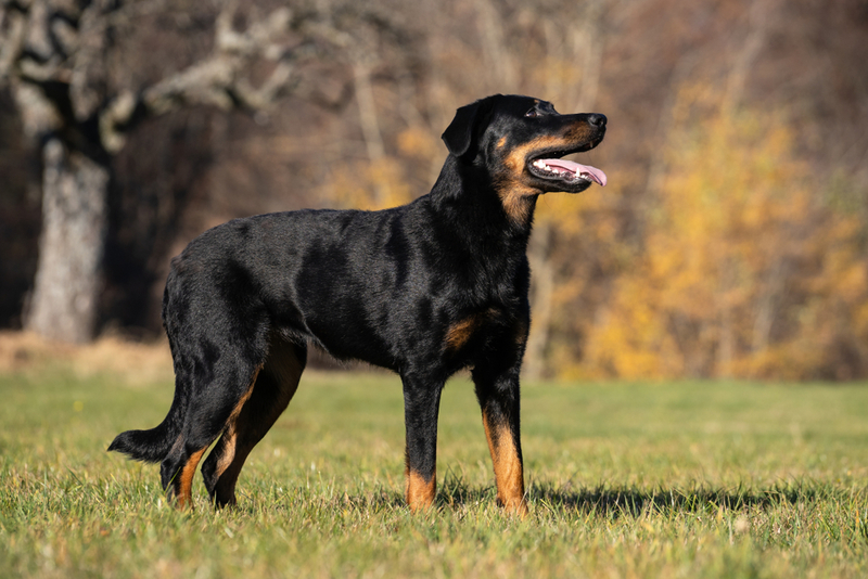 Beauceron | Bildagentur Zoonar GmbH/Shutterstock 