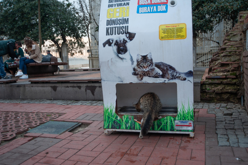 Stray Dog and Cat Feeder | Alamy Stock Photo