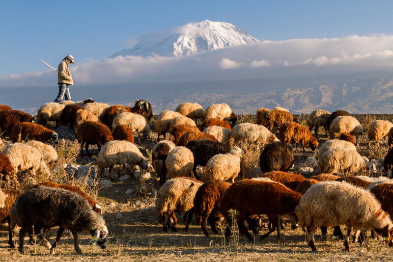 That's A Lot Sheep? | Alamy Stock Photo