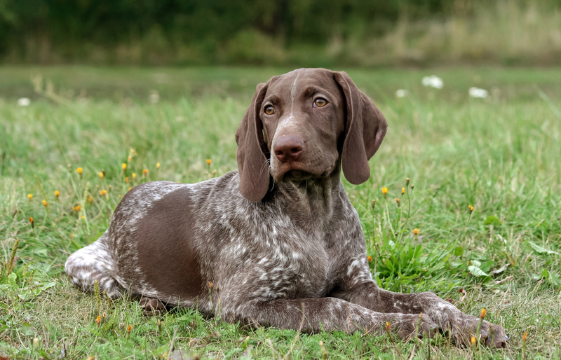 German Shorthaired Pointer | Shutterstock