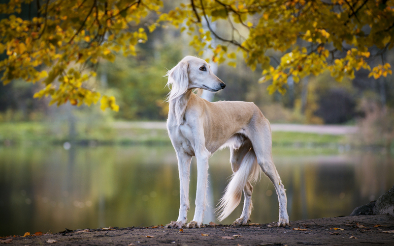 Saluki | Shutterstock