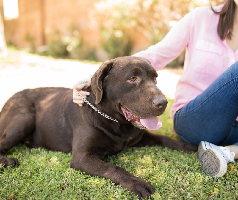 Jacko's Collar | antoniodiaz/Shutterstock