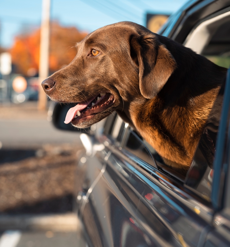 An Overly Excited Doggo | Cavan-Images/Shutterstock