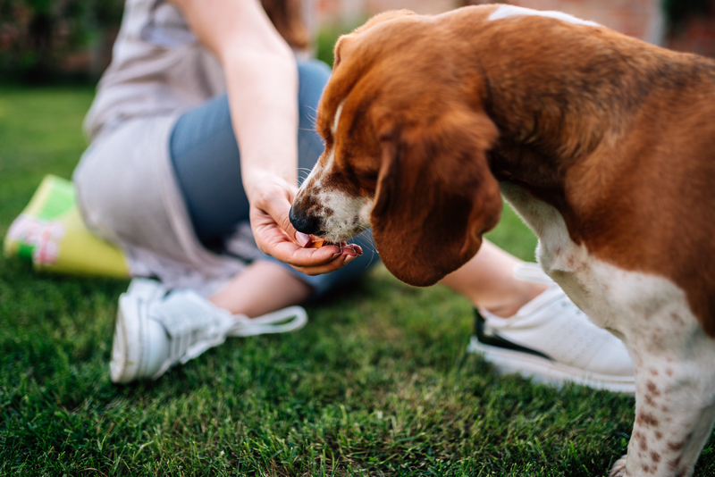 Daisy's Deeds | Branislav Nenin/Shutterstock