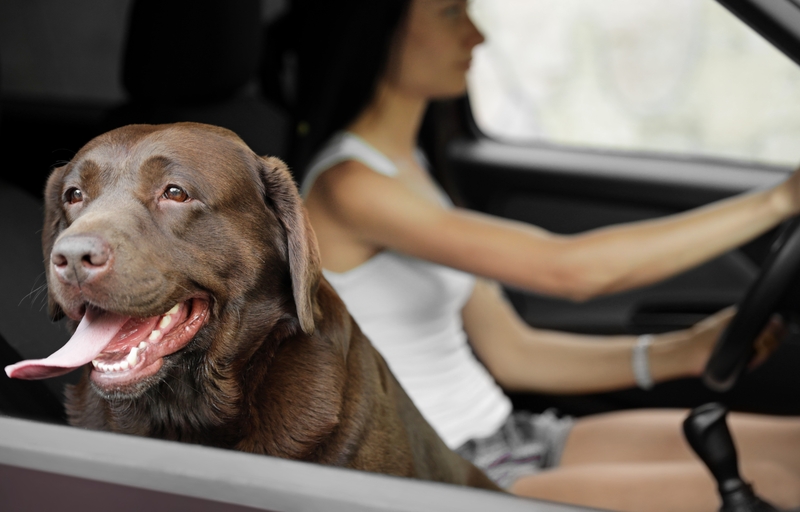 A Conflicted Car Drive | New Africa/Shutterstock