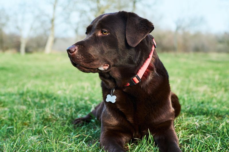 A Hidden Collar | Zontica/Shutterstock