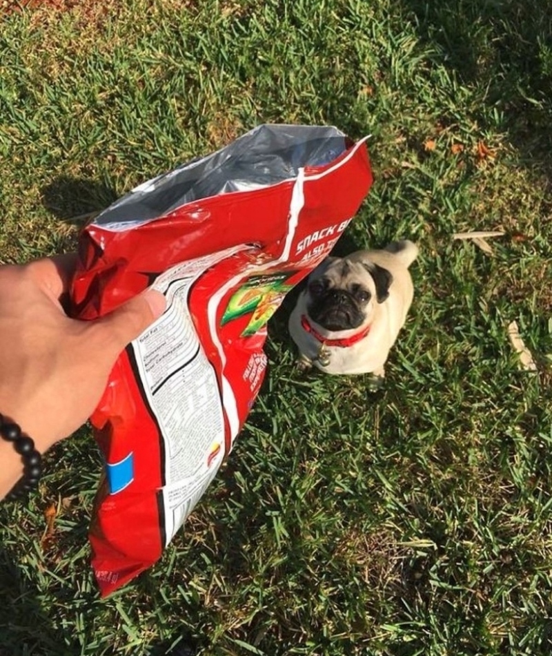 Doritos Pug | Imgur.com/4aDUHWX