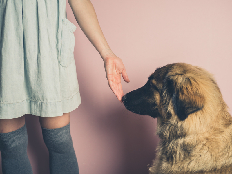 Many Canines Can Even Detect Various Forms of Cancer With a Surprisingly High Accuracy | Shutterstock