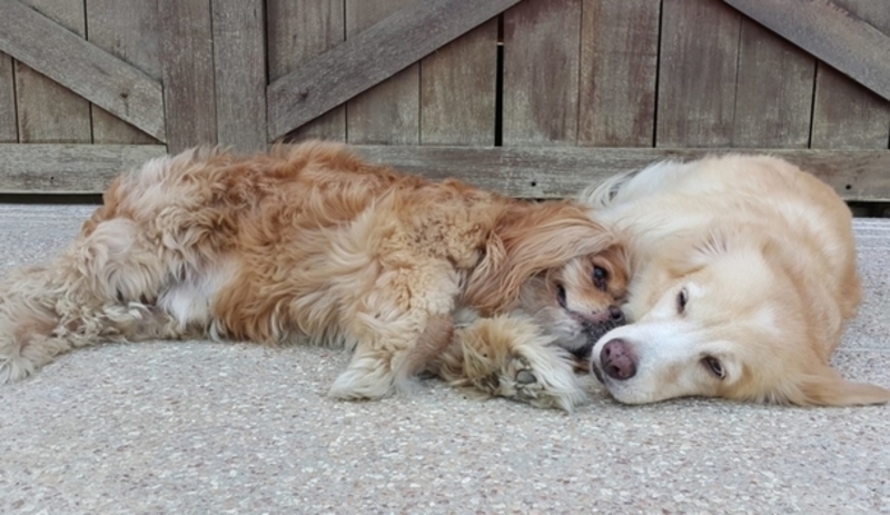 This Golden Retriever is a Service Dog to a Blind King Charles Spaniel | Facebook/@GingerAndKimchi