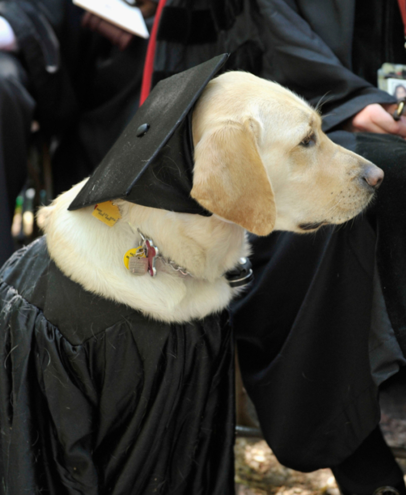 This Golden Retriever Received An Honorary Degree From Johns Hopkins University | Getty Images Photo by Paul Marotta