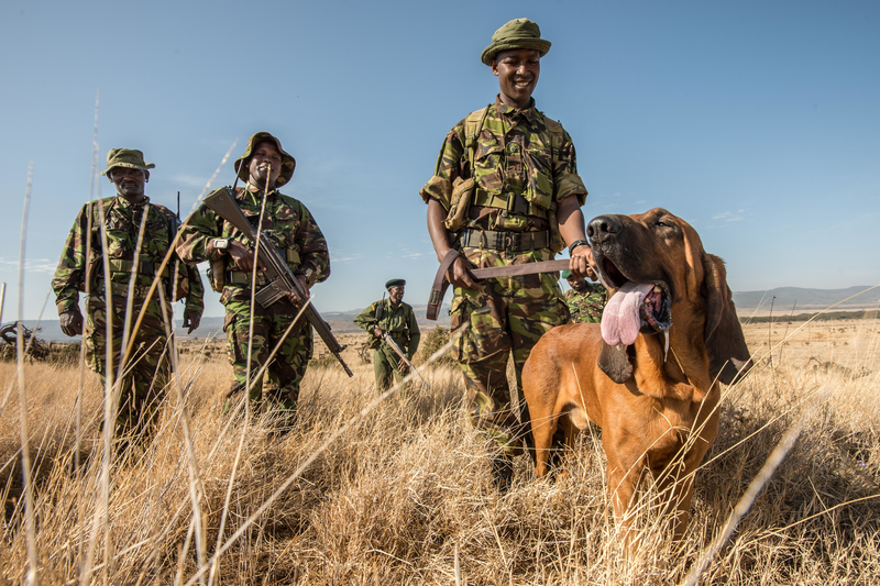 These Three Musketeers Track Down Illegal Elephant Poachers | Alamy Stock Photo