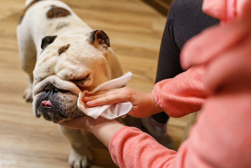 Create a Puppy Cleanser | Shutterstock