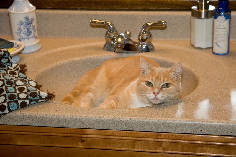 Following You to the Bathroom | Alamy Stock Photo