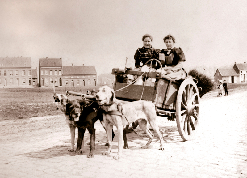 Dogs Pulling Women on a Cart | Alamy Stock Photo