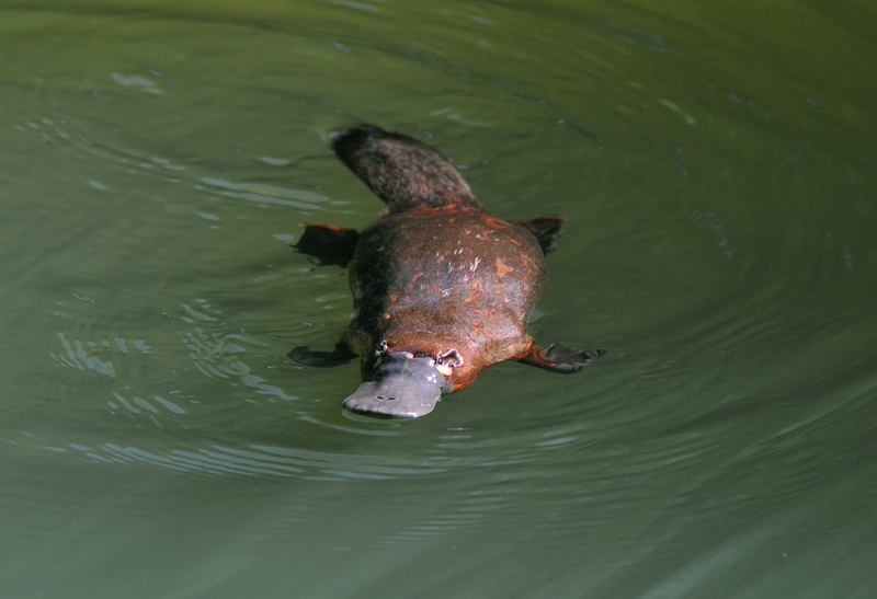 Platypus | Shutterstock