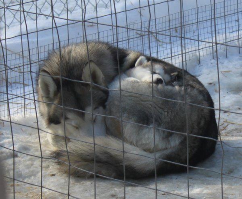 This Cuddly Cinnamon Bun of Love | Imgur.com/56VCAkd