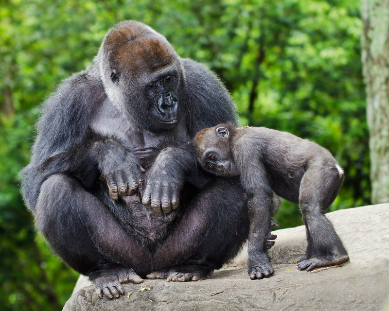 Dealing With a Tired Child | Rob Hainer/Shutterstock