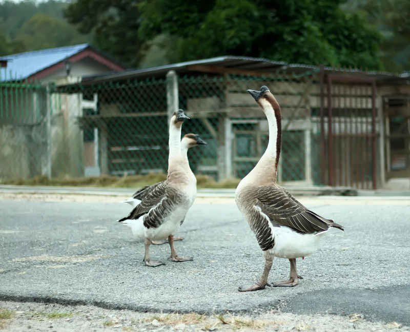 Even More Dangerous Than Dogs | Alamy Stock Photo by RooM the Agency/feardaused