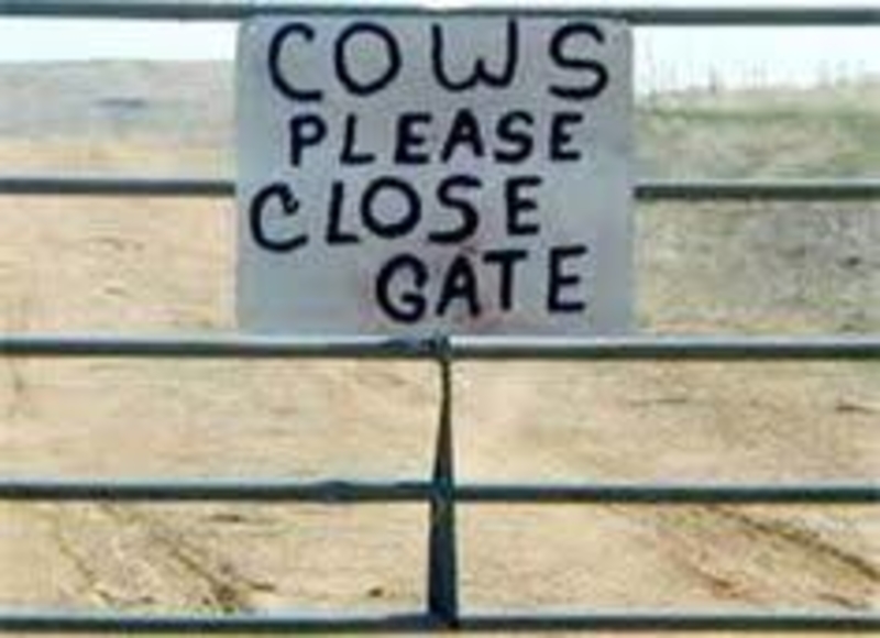 Intelligent Cows | Twitter/@Engels4Biz