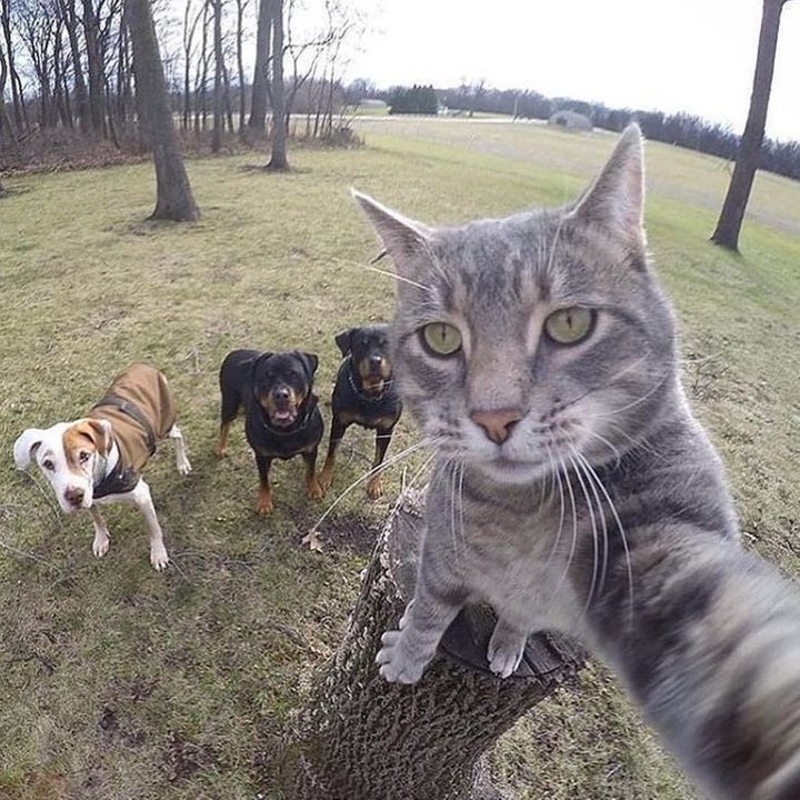 The Best Selfie Ever | Imgur.com/Ym1FpHL