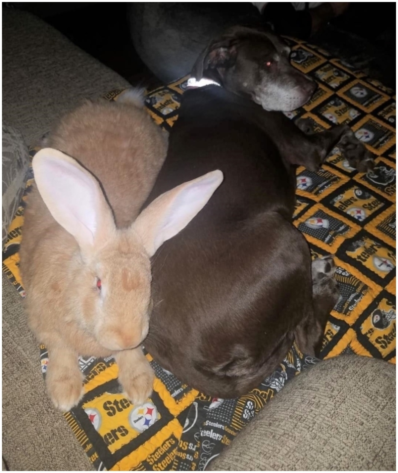 Flemish Giant Rabbit Is As Big as the Family Dog | Reddit.com/ncramey85