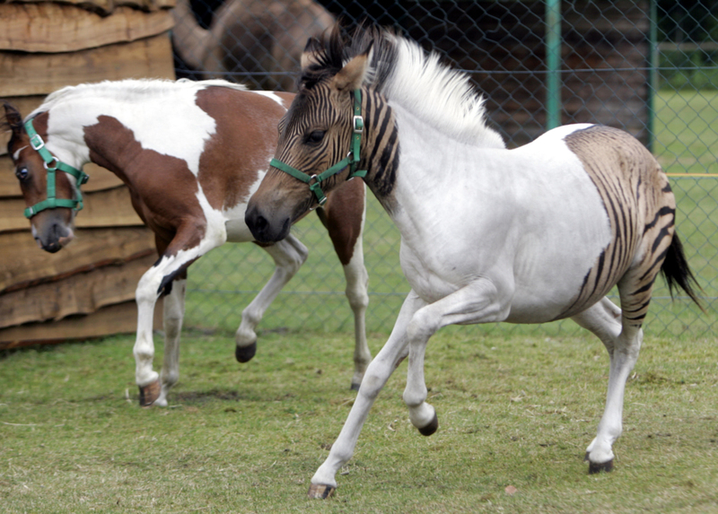 Have You Ever Heard of a ‘Zony’? | Alamy Stock Photo by dpa picture alliance archive