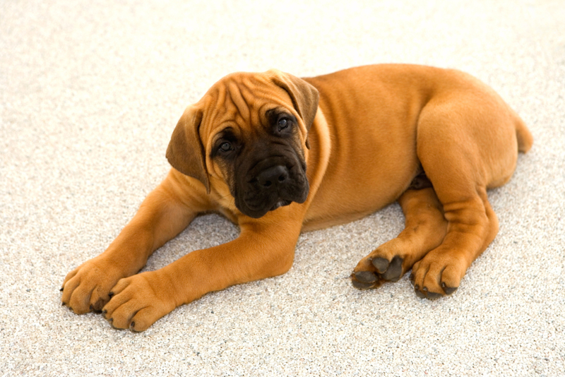 22. Boer Boel | Alamy Stock Photo