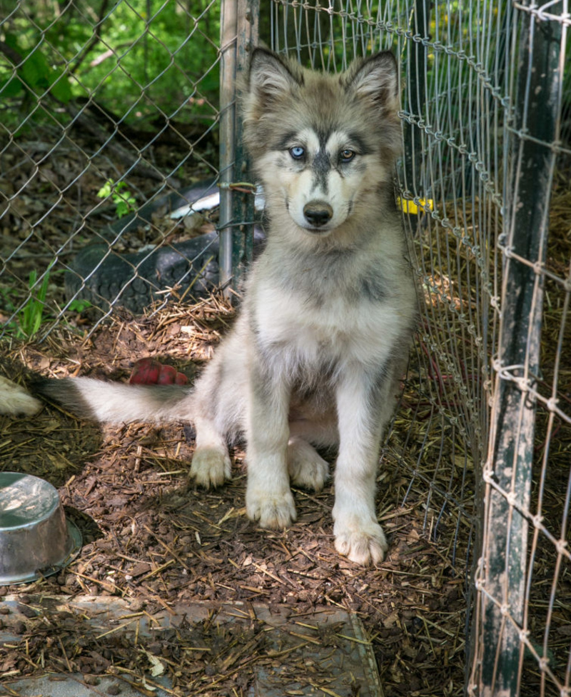 25. Wolf Hybrids | Getty Images Photo by George Rose