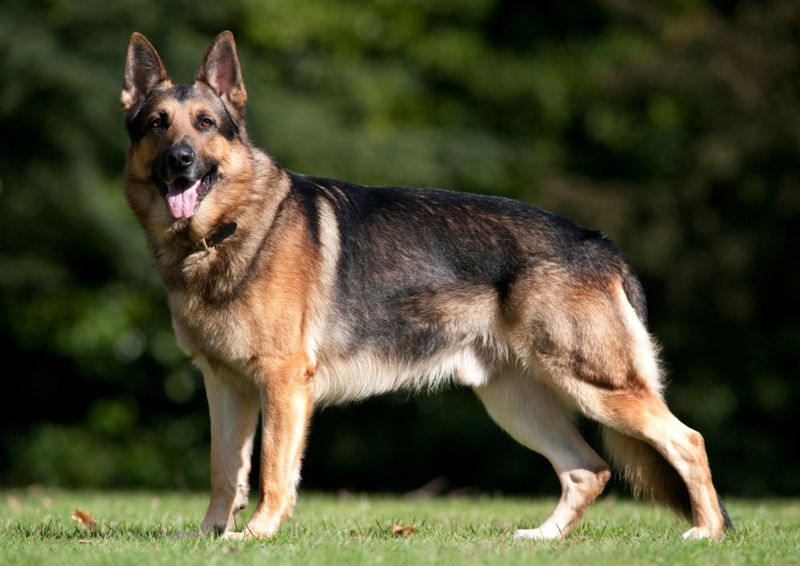 4. German Shepherd | Alamy Stock Photo