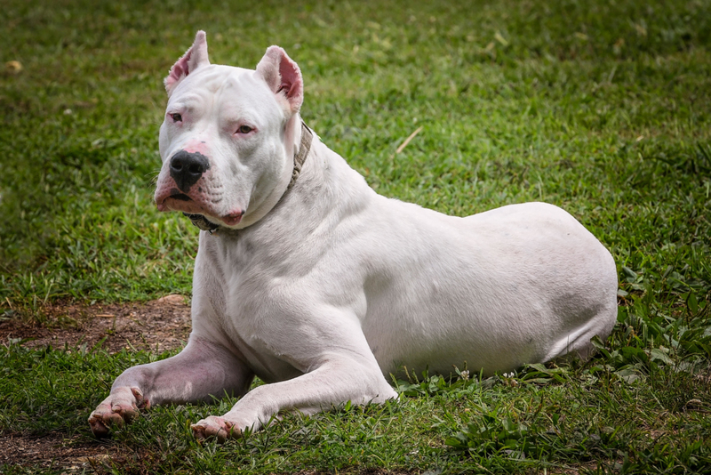 17. Dogo Argentino | Alamy Stock Photo