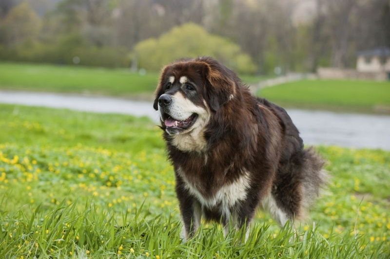 29. Tibetan Mastiff | Alamy Stock Photo